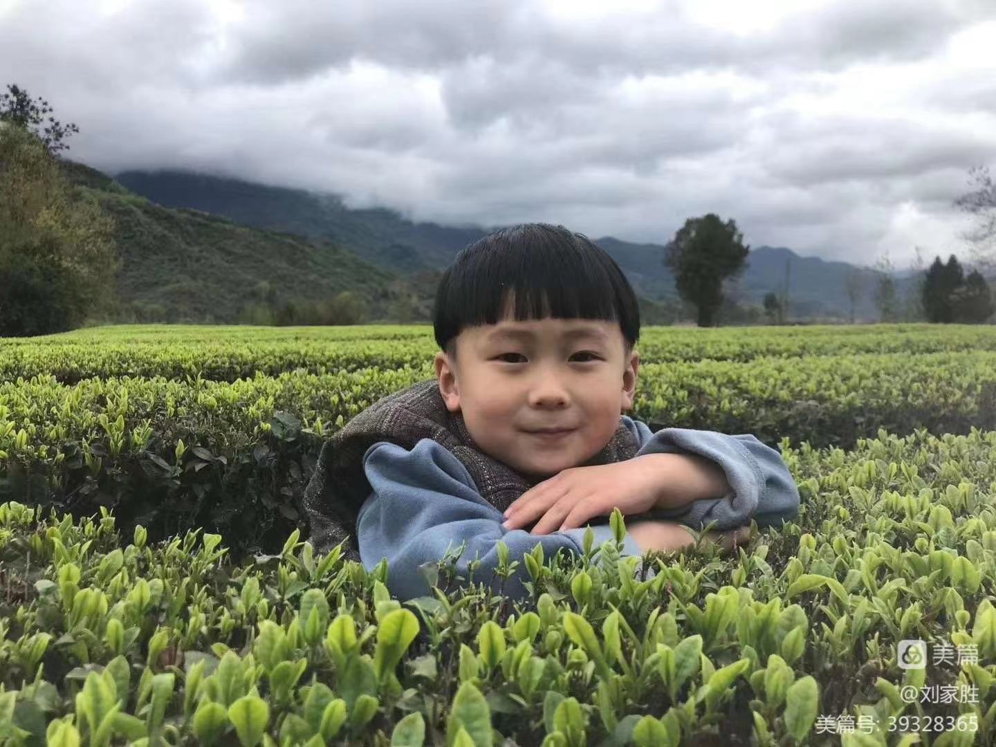 春茶飘香                                     