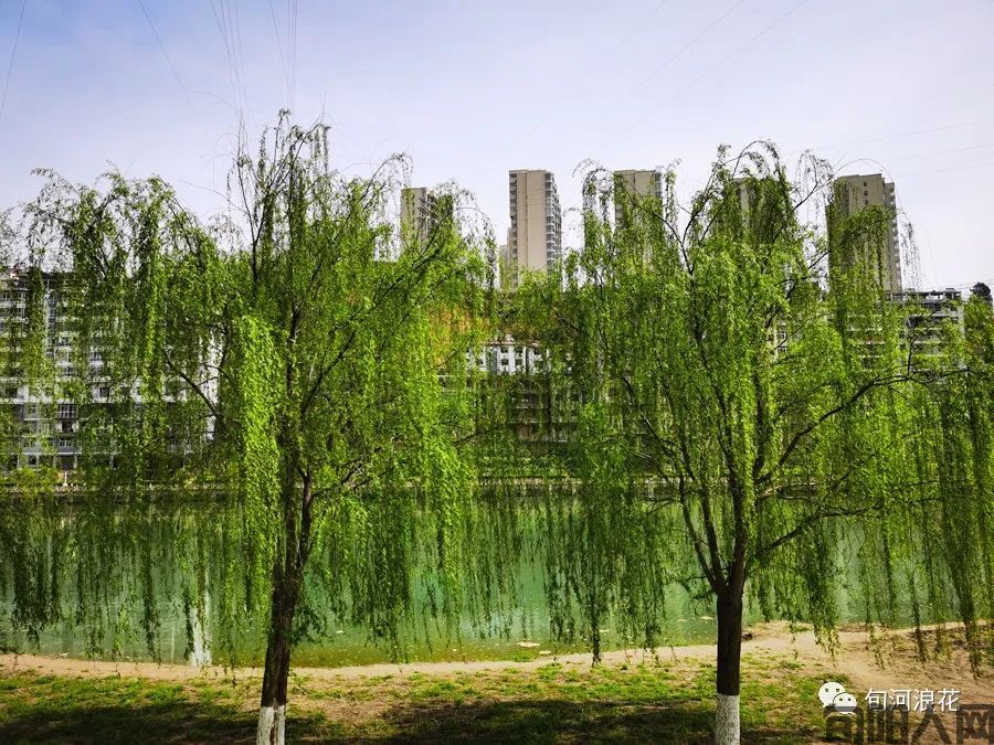 春天的身影   文/赵攀强(图2) 图片