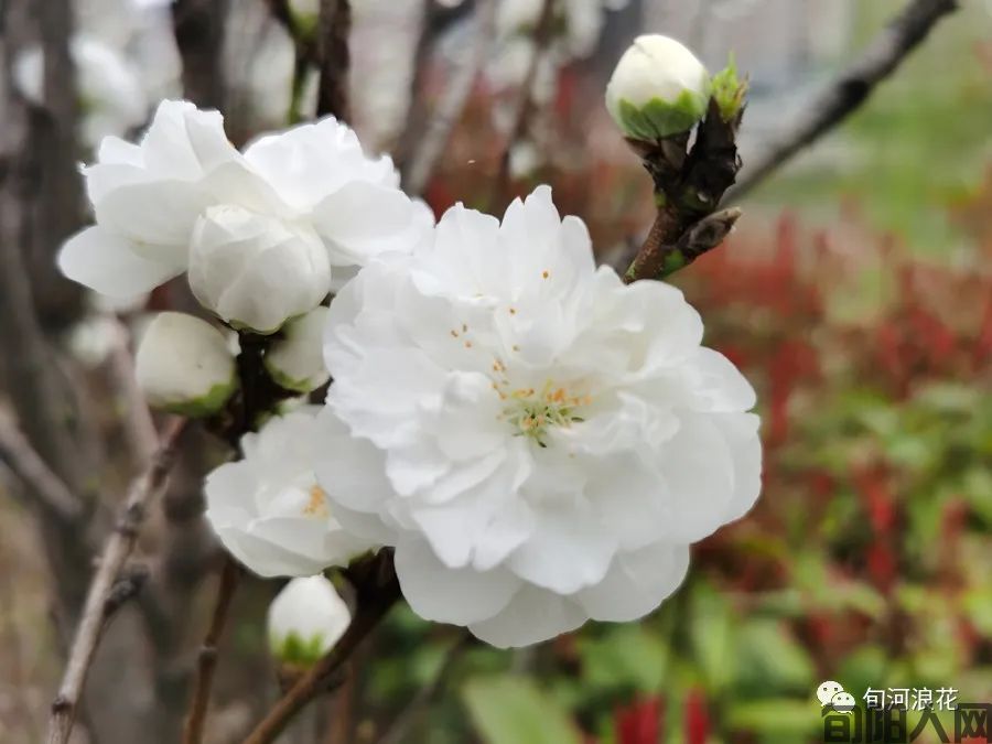 春天的身影   文/赵攀强(图7) 图片