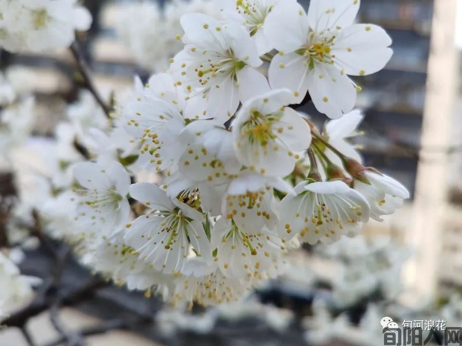 春天的身影   文/赵攀强(图10) 图片