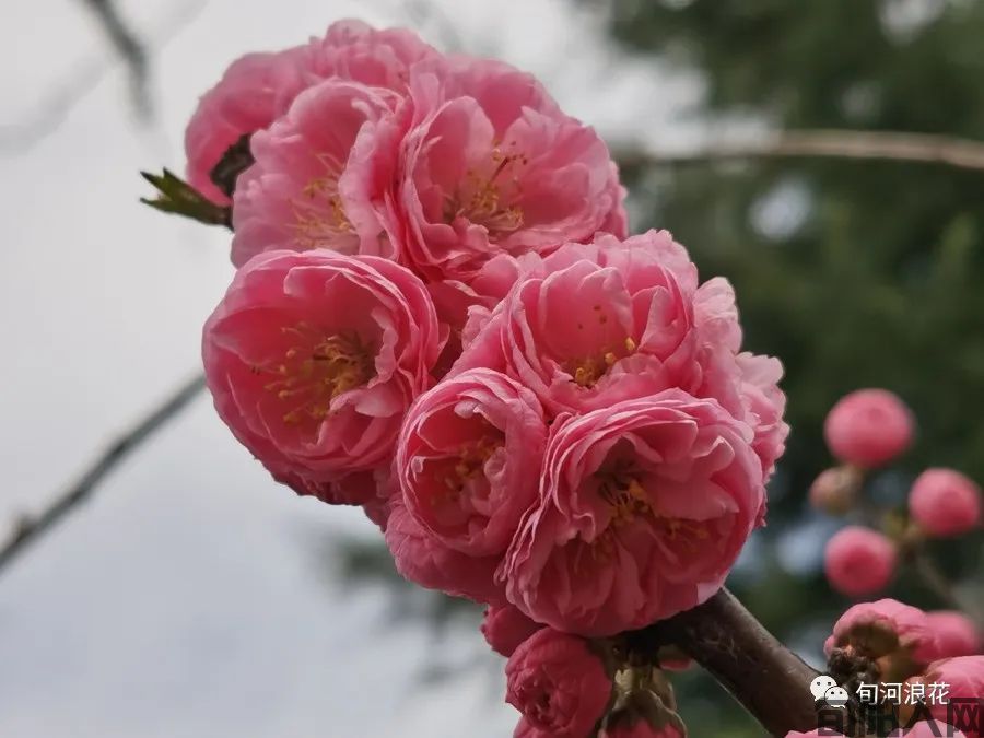 春天的身影   文/赵攀强(图11) 图片