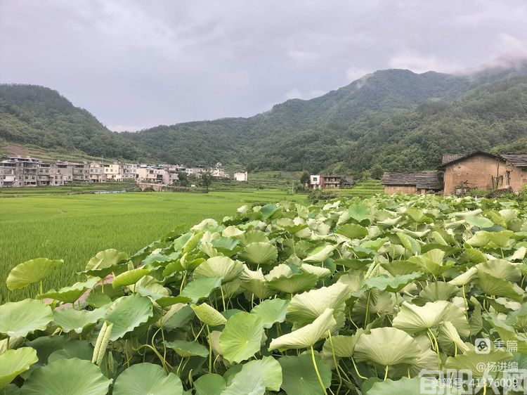 走进旬阳贡米之乡王家坪   文/杨进编(图6) 20221126