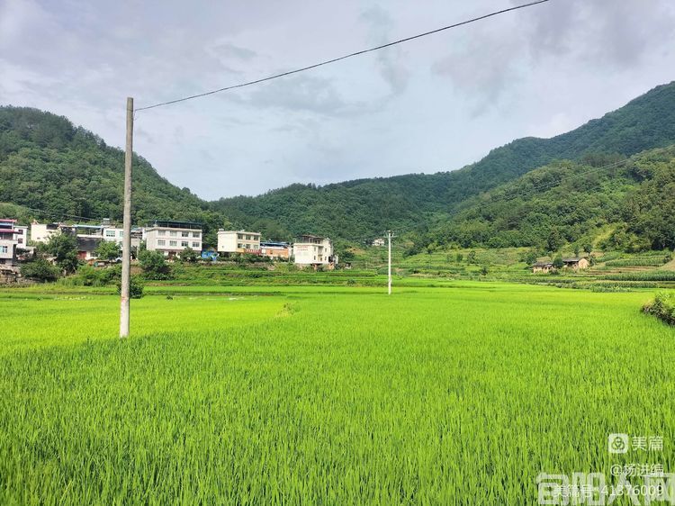 走进旬阳贡米之乡王家坪   文/杨进编(图4) 20221126