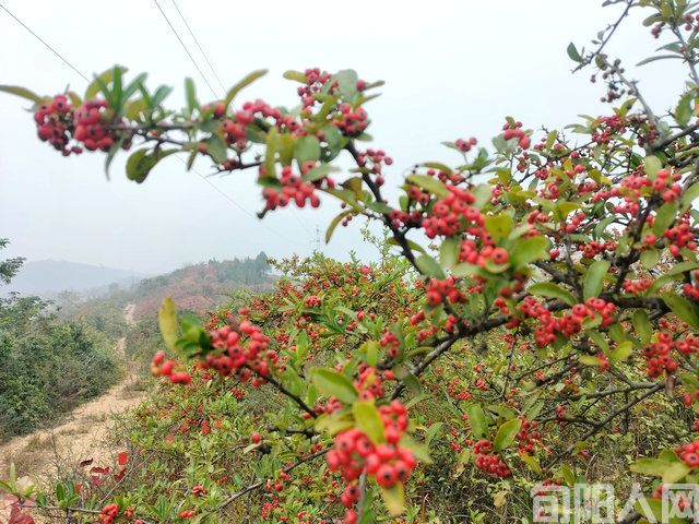微信图片_20221121210008.jpg
