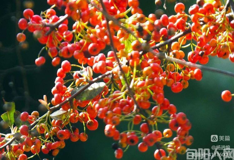 救命粮 文/杨进编(图2)