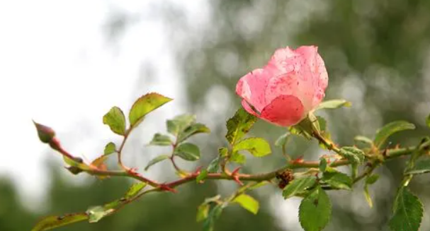 刺玫花香    