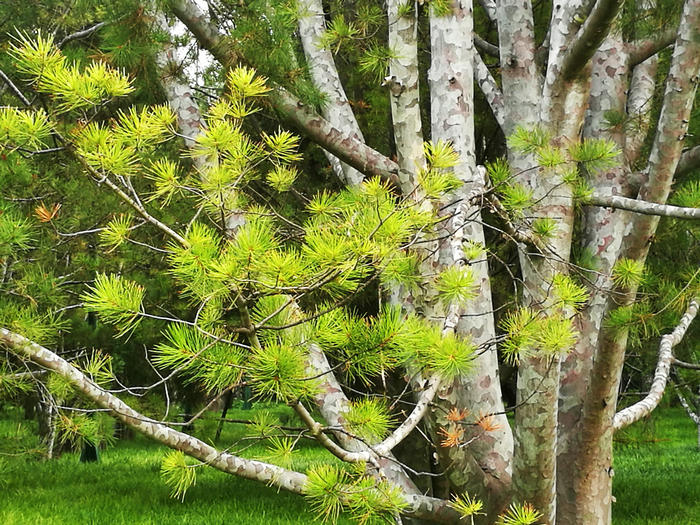 神河白皮松    文/程根子