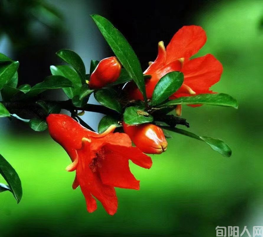 石榴花01.jpg
