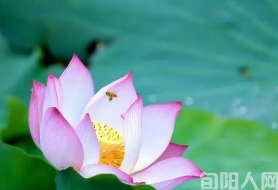荷花.jpg