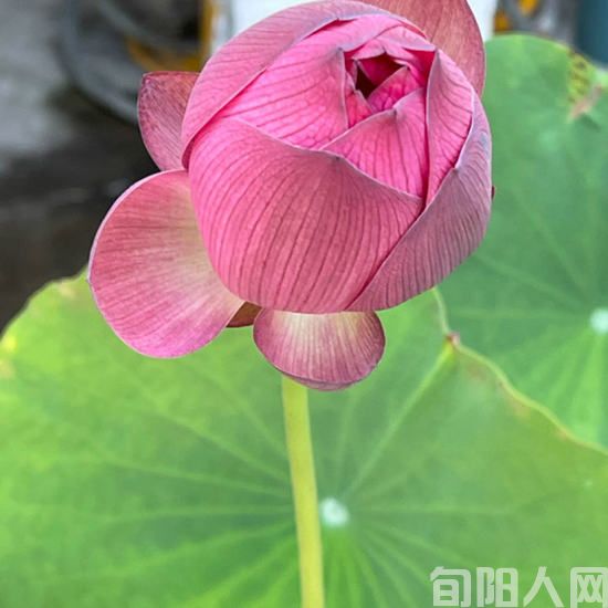 荷花.jpg
