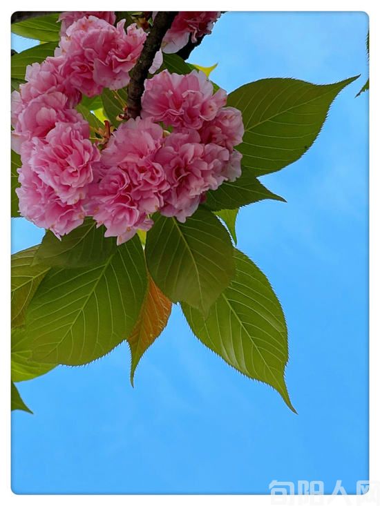 花.jpg