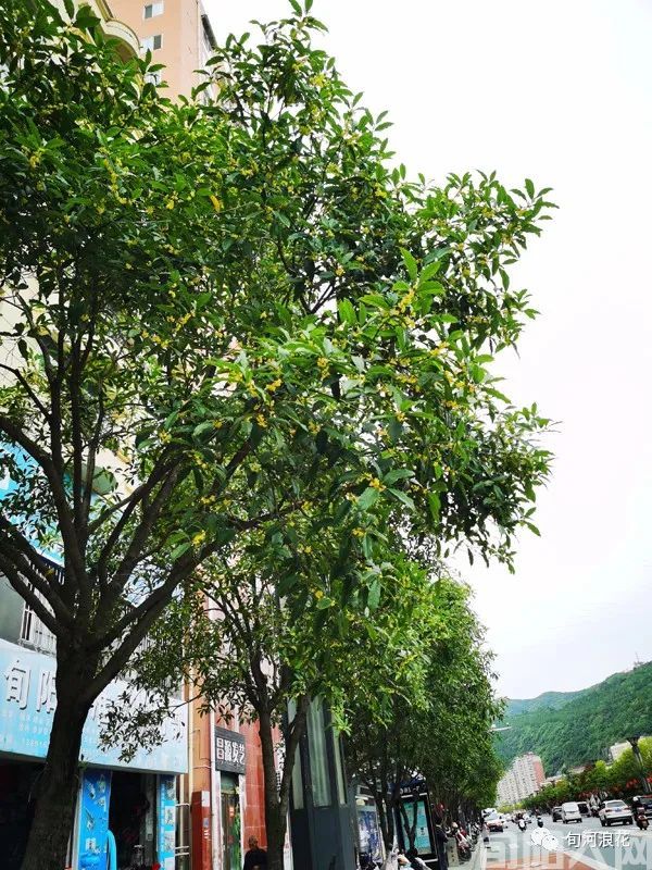 桂花树.jpg