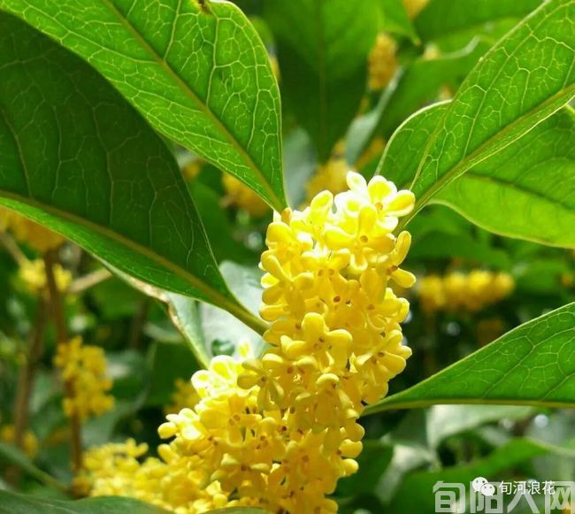 桂花树02.jpg