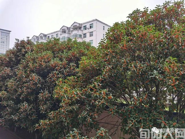 桂花树04.jpg