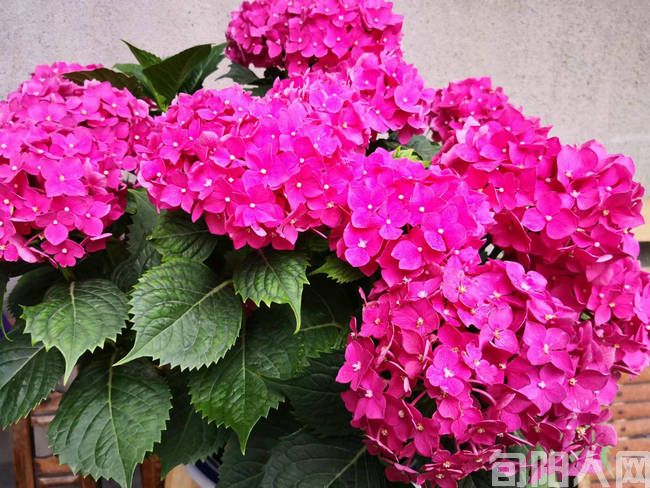 花02.jpg