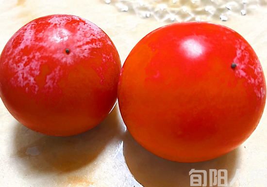 柿子2.jpg
