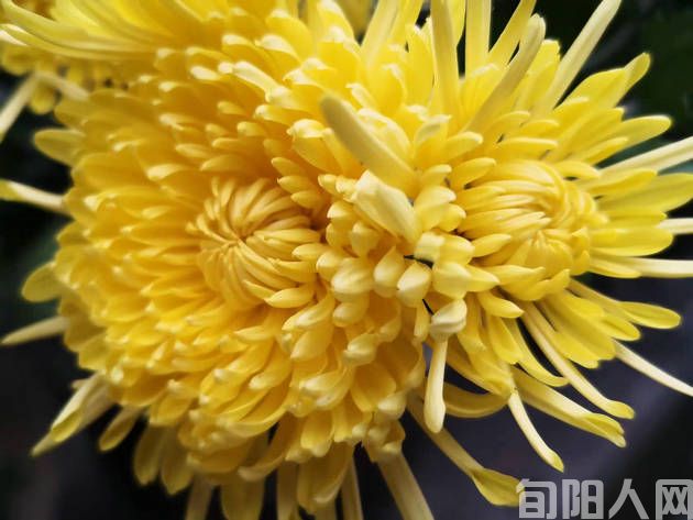 菊花.jpg