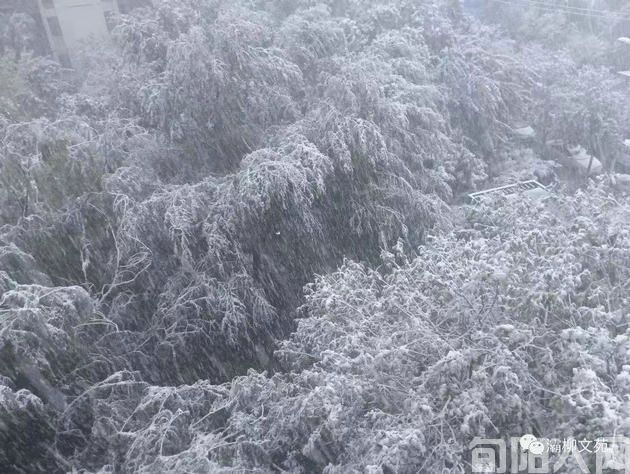 雪中静思                   文/初心(图1) 初心的图片.jpg