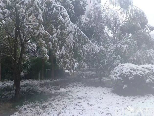 雪中静思                   文/初心(图2) 初心图片2.jpg