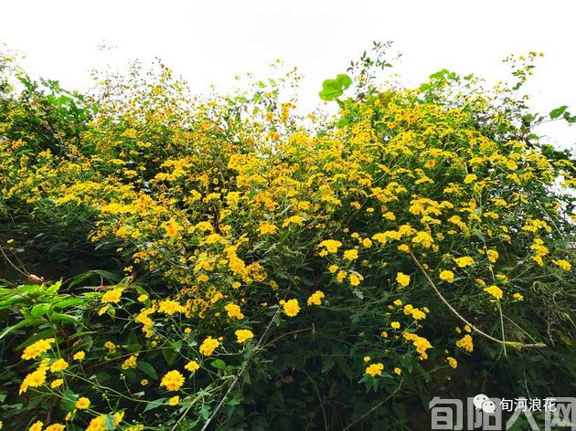 菊花.jpg