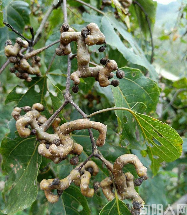 最忆故乡门前拐枣树                 文/张志琴