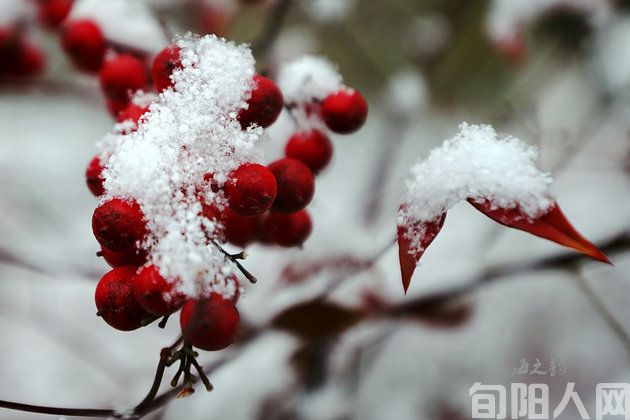 雪.jpg