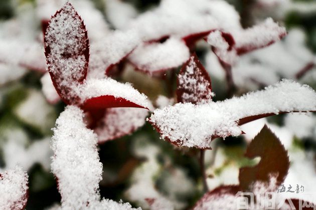 雪2.jpg