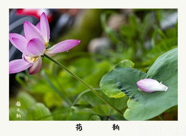 残荷                       文/李明清(图1) 荷花.jpg