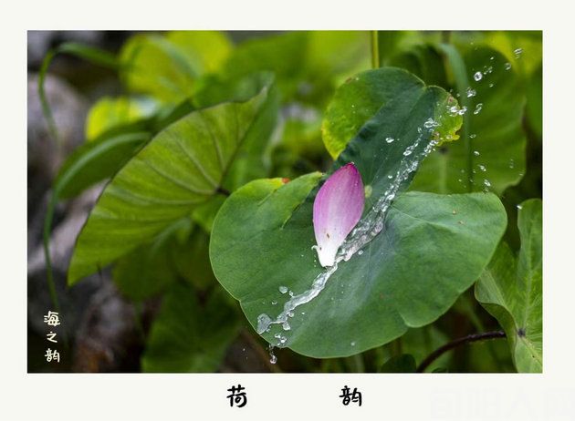 残荷                       文/李明清(图2) 荷花5.jpg