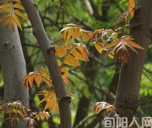 香椿.jpg
