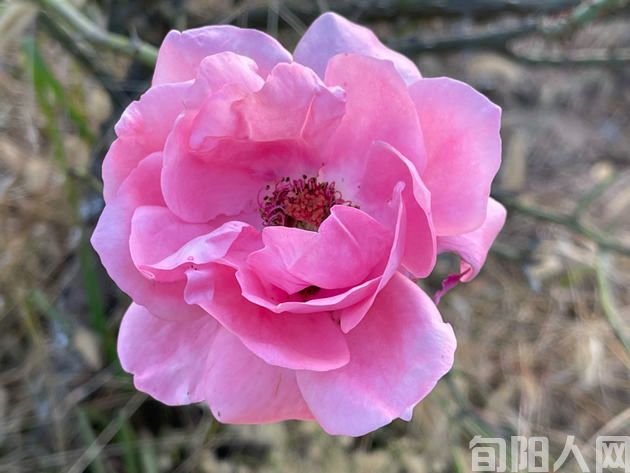 咏景律诗一首               文 /吴丰田(图2) 花朵.jpg
