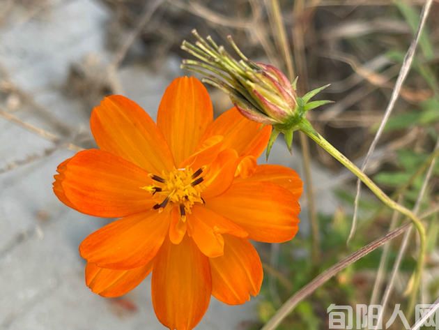 冬至感怀三首        文/刘承印(图1) 55.jpg
