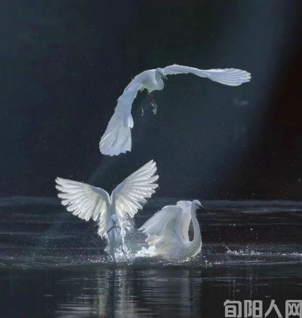 白鹭.jpg