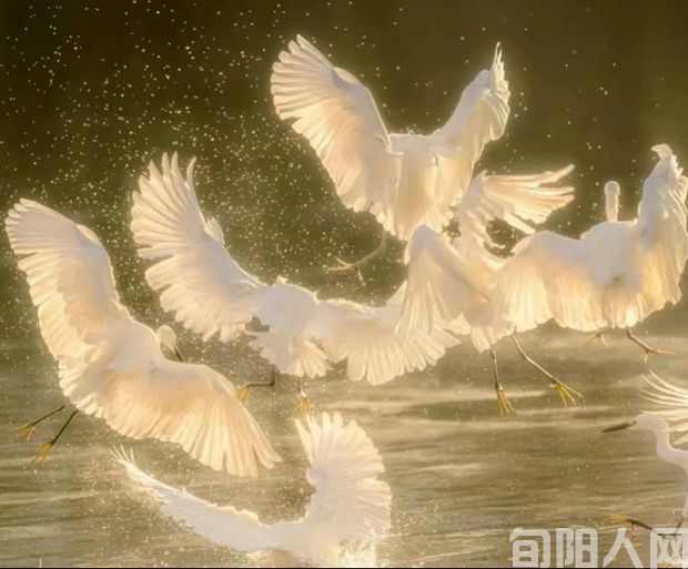 白鹭4.jpg