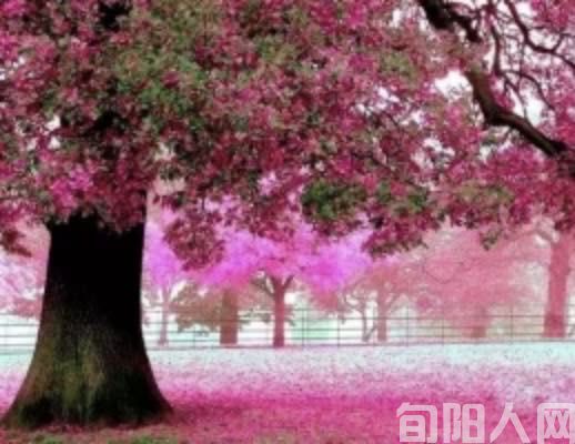 保护区长      文/任登庚(图1) 001.jpg