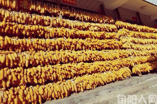 乡村里的生活智慧               文/张 勇(图3) 乡村3--1.jpg