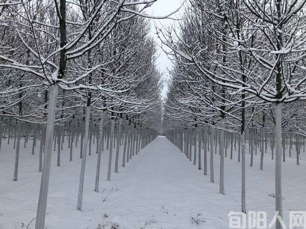 现代诗:柔情的雪       文/郝晓东(图2) 微信图片_20240117100003.jpg