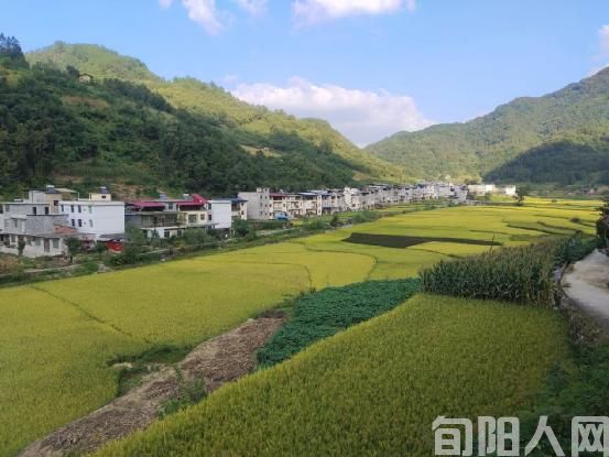 石门贡米种植基地.jpg
