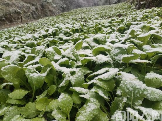 耕地回复后种植的油菜.jpg