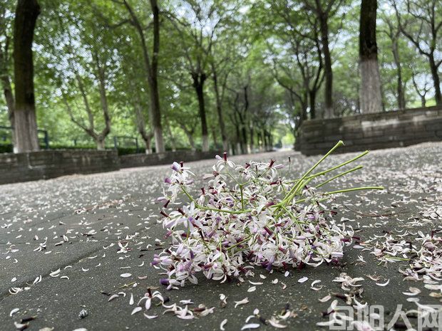 花3.jpg