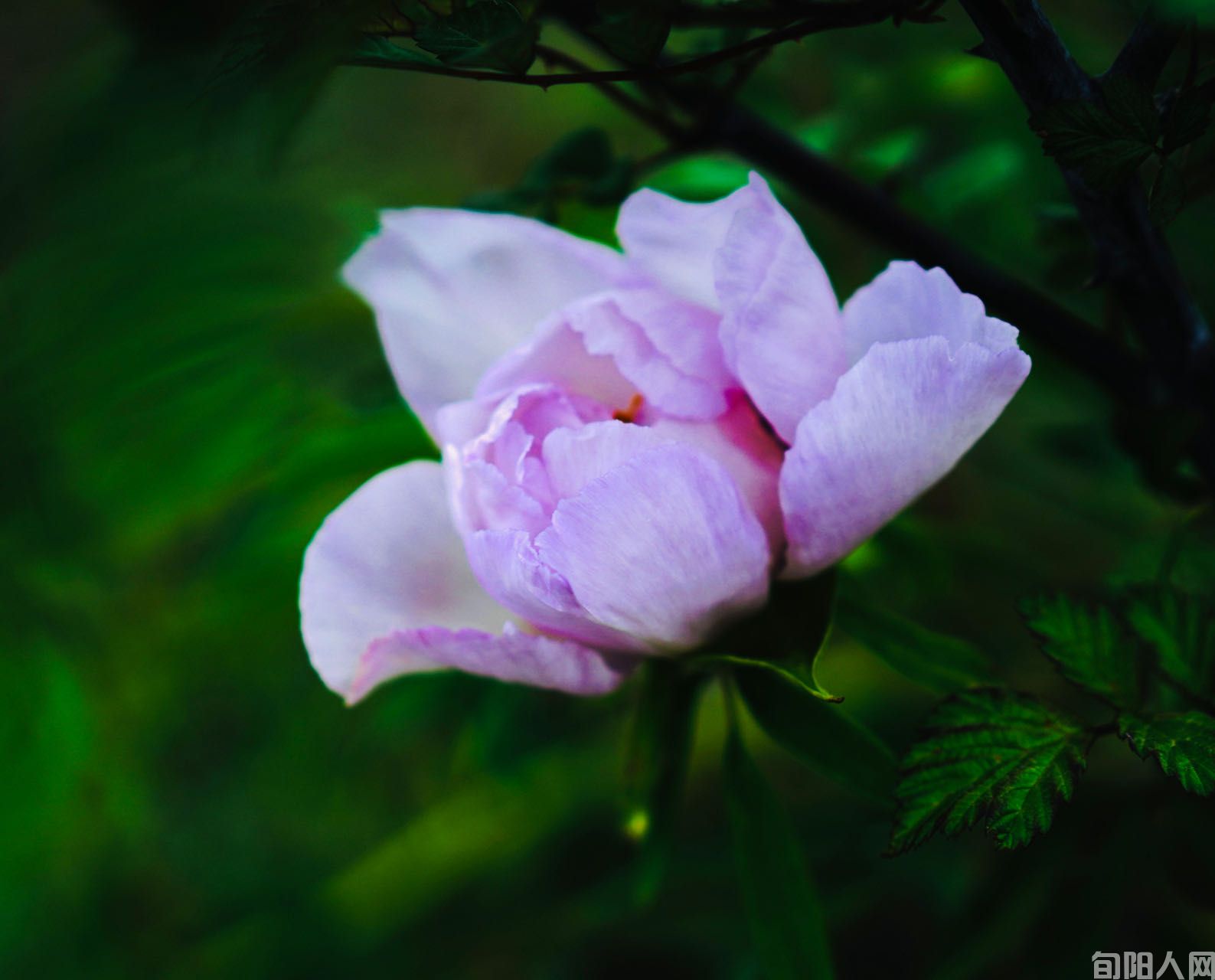 花.jpg