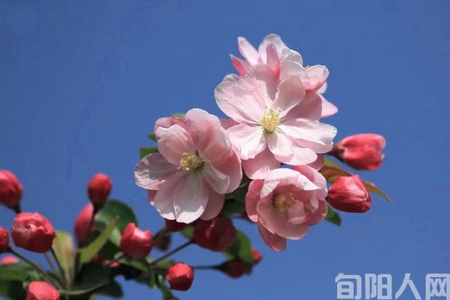 春景三首        文/刘承印(图1) 0999.jpg