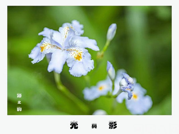 送别(外一首)         文/柯荣(图1) 花.jpg