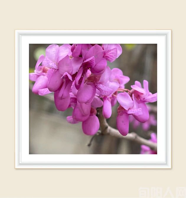 春望      文/柯荣(图1) 桃花--.jpg