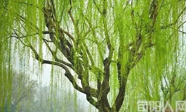 柳抱槐   文/李虎山(图1) 槐树.jpg