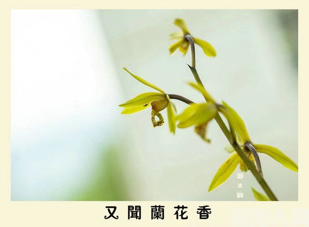 三月情    文/刘军(图1) 兰花.jpg