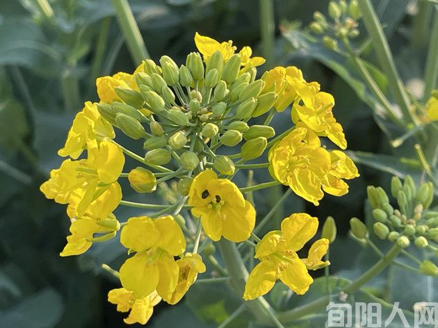 山城春色三首  文/刘承印(图1) 微信图片_20240312164711.jpg