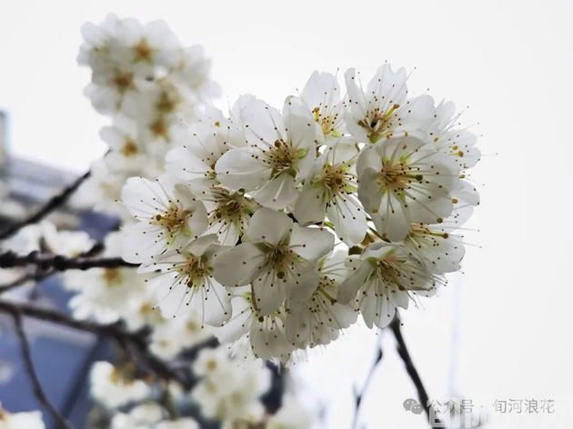 户外看春     文/赵攀强(图1) 640.jpg