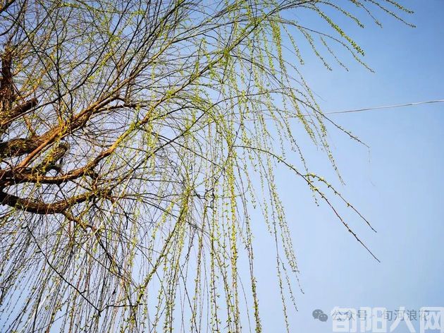 户外看春     文/赵攀强(图2) 640 (1).jpg
