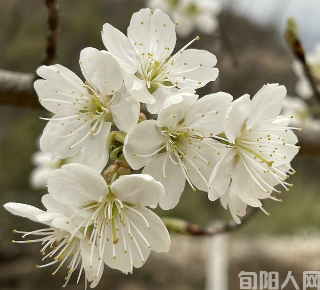 繁花似锦的春天   文/刘家胜(图1) 微信图片_20240312164723.jpg